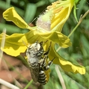 Megachile (Eutricharaea) serricauda at Dulwich Hill, NSW - 5 Feb 2023