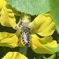 Megachile (Eutricharaea) serricauda at Dulwich Hill, NSW - 5 Feb 2023