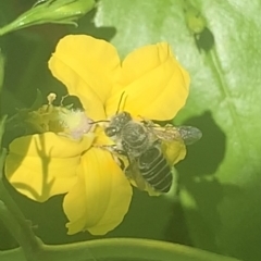 Megachile (Eutricharaea) serricauda (Leafcutter bee, Megachilid bee) at Dulwich Hill, NSW - 4 Feb 2023 by JudeWright