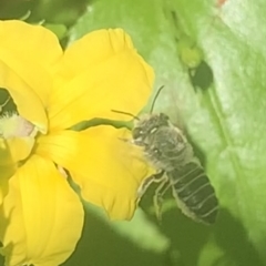 Megachile (Eutricharaea) serricauda at Dulwich Hill, NSW - 4 Feb 2023