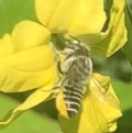Megachile (Eutricharaea) serricauda at Dulwich Hill, NSW - 4 Feb 2023