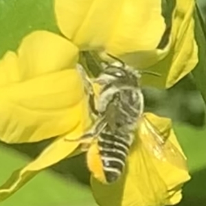 Megachile (Eutricharaea) serricauda at Dulwich Hill, NSW - suppressed