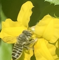 Megachile (Eutricharaea) serricauda at Dulwich Hill, NSW - 4 Feb 2023