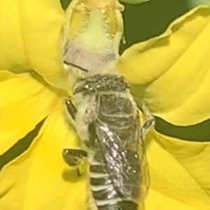 Megachile (Eutricharaea) serricauda at Dulwich Hill, NSW - 4 Feb 2023