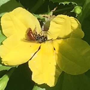 Exoneura sp. (genus) at Dulwich Hill, NSW - suppressed