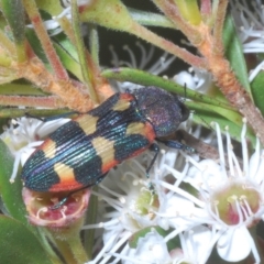 Castiarina sexplagiata (Jewel beetle) at Tinderry, NSW - 11 Feb 2023 by Harrisi