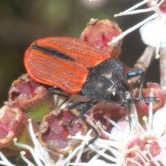 Castiarina erythroptera (Lycid Mimic Jewel Beetle) at Tinderry Mountains - 10 Feb 2023 by Harrisi
