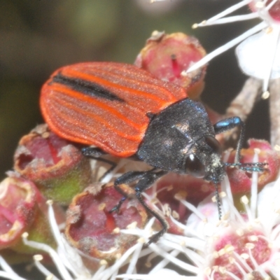Castiarina erythroptera (Lycid Mimic Jewel Beetle) at Tinderry, NSW - 11 Feb 2023 by Harrisi