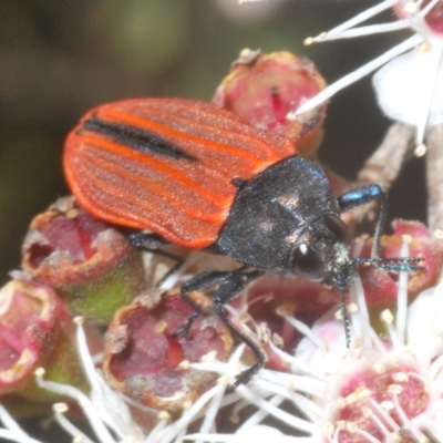 Castiarina erythroptera (Lycid Mimic Jewel Beetle) at Tinderry Mountains - 11 Feb 2023 by Harrisi