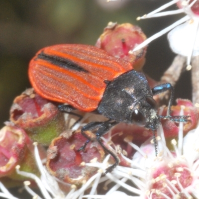 Castiarina erythroptera (Lycid Mimic Jewel Beetle) at Tinderry, NSW - 10 Feb 2023 by Harrisi