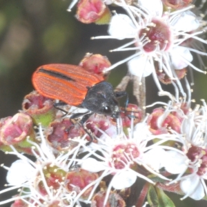 Castiarina erythroptera at Tinderry, NSW - suppressed