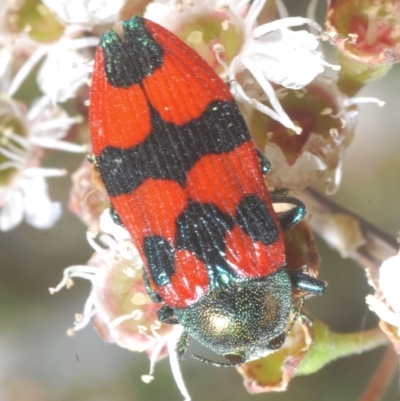 Castiarina delectabilis (A jewel beetle) at Tinderry, NSW - 11 Feb 2023 by Harrisi