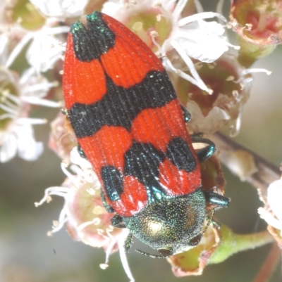 Castiarina delectabilis (A jewel beetle) at Tinderry, NSW - 10 Feb 2023 by Harrisi