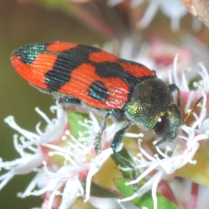 Castiarina delectabilis at Tinderry, NSW - suppressed