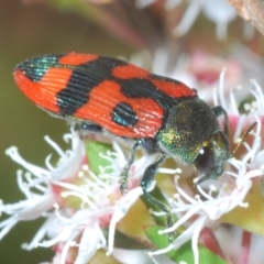 Castiarina delectabilis at suppressed - 11 Feb 2023