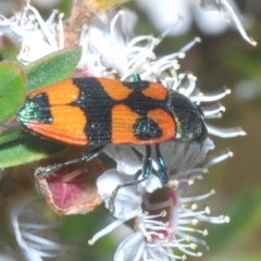 Castiarina delectabilis at Tinderry, NSW - suppressed