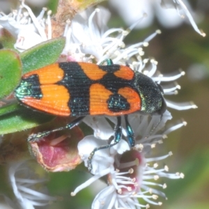 Castiarina delectabilis at Tinderry, NSW - suppressed