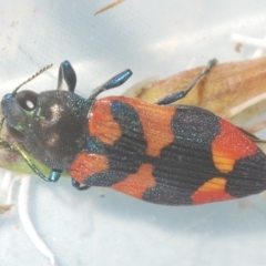 Castiarina kershawi (A jewel beetle) at Tinderry, NSW - 10 Feb 2023 by Harrisi