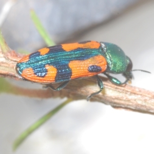 Castiarina scalaris at Tinderry, NSW - 11 Feb 2023