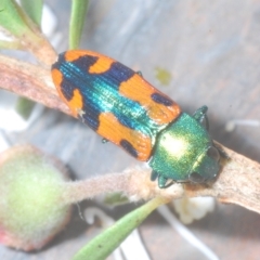 Castiarina scalaris at Tinderry, NSW - 11 Feb 2023