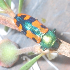 Castiarina scalaris at Tinderry, NSW - 11 Feb 2023