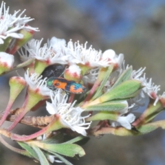 Castiarina scalaris at Tinderry, NSW - 11 Feb 2023