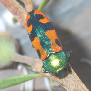 Castiarina scalaris at Tinderry, NSW - suppressed