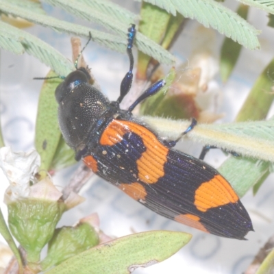 Castiarina thomsoni (A jewel beetle) at Tinderry Mountains - 10 Feb 2023 by Harrisi