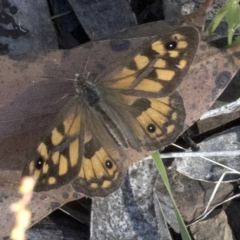 Geitoneura klugii (Marbled Xenica) at Cotter River, ACT - 5 Feb 2023 by JudithRoach