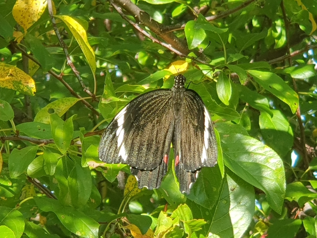 Papilio aegeus at Florey, ACT - 16 Feb 2023