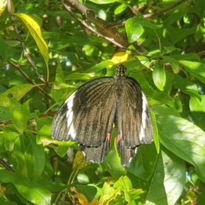 Papilio aegeus at Florey, ACT - 16 Feb 2023
