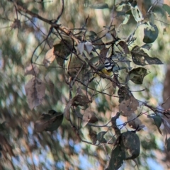 Falcunculus frontatus (Eastern Shrike-tit) at Table Top, NSW - 15 Feb 2023 by Darcy