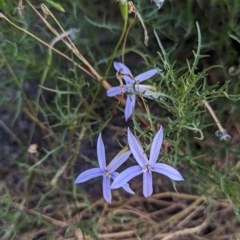 Isotoma axillaris (Australian Harebell, Showy Isotome) at Table Top, NSW - 15 Feb 2023 by Darcy