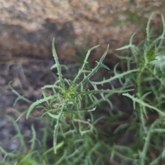 Isotoma axillaris at Table Top, NSW - 15 Feb 2023 06:20 PM