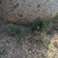 Isotoma axillaris at Table Top, NSW - 15 Feb 2023 06:20 PM