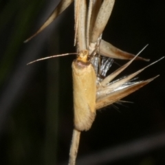 Phauloplana illuta (A concealer moth) at Charleys Forest, NSW - 15 Feb 2023 by arjay