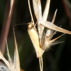 Phauloplana illuta at Charleys Forest, NSW - 15 Feb 2023