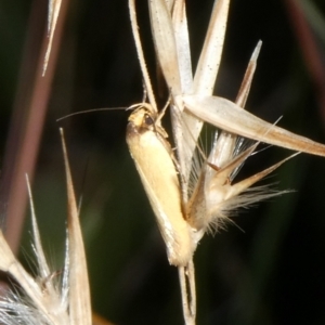 Phauloplana illuta at Charleys Forest, NSW - 15 Feb 2023