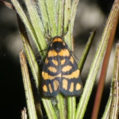 Asura lydia (Lydia Lichen Moth) at QPRC LGA - 15 Feb 2023 by arjay