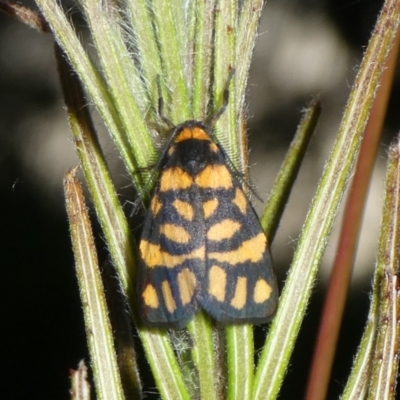 Asura lydia (Lydia Lichen Moth) at QPRC LGA - 15 Feb 2023 by arjay