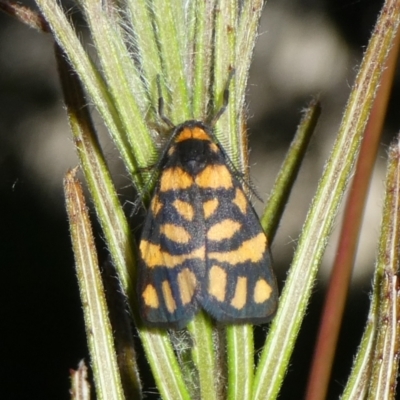 Asura lydia (Lydia Lichen Moth) at Mongarlowe River - 15 Feb 2023 by arjay