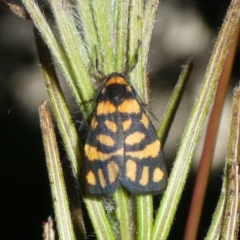 Asura lydia (Lydia Lichen Moth) at Charleys Forest, NSW - 15 Feb 2023 by arjay