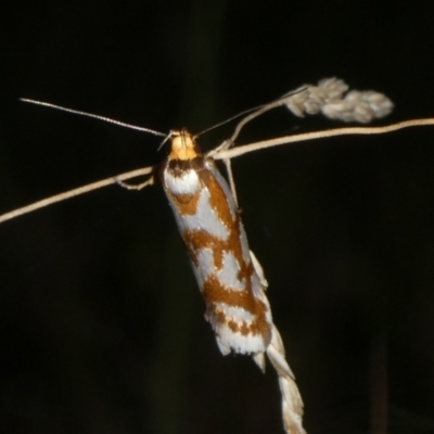 Myrascia bracteatella (A Concealer moth) at QPRC LGA - 15 Feb 2023 by arjay