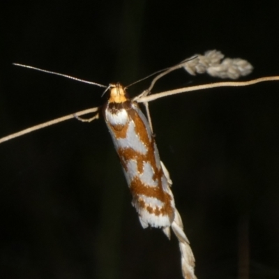 Myrascia bracteatella (A Concealer moth) at Mongarlowe River - 15 Feb 2023 by arjay