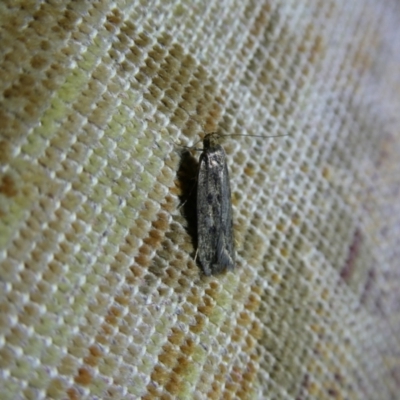 Hofmannophila pseudospretella (Brown House Moth) at QPRC LGA - 14 Feb 2023 by arjay