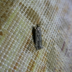 Hofmannophila pseudospretella (Brown House Moth) at Charleys Forest, NSW - 14 Feb 2023 by arjay