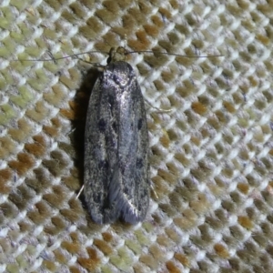 Hofmannophila pseudospretella at Charleys Forest, NSW - 14 Feb 2023