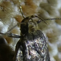 Hofmannophila pseudospretella at Charleys Forest, NSW - suppressed