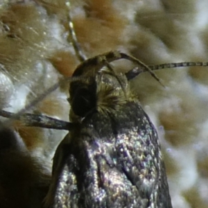 Hofmannophila pseudospretella at Charleys Forest, NSW - 14 Feb 2023