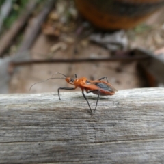Gminatus australis (Orange assassin bug) at Charleys Forest, NSW - 14 Feb 2023 by arjay